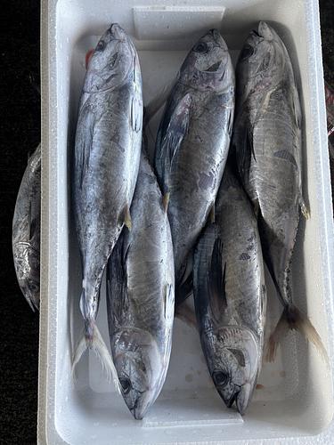 活〆キメジマグロ4ー6入約6.3kg(定置)