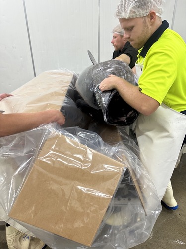 ミナミマグロ延縄オーストラリア産天然南鮪　解体ショー用1入約25kg(延縄)
