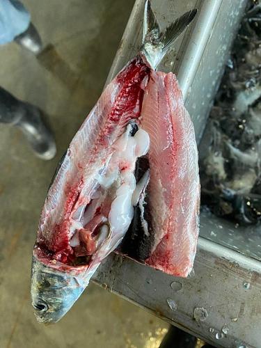 マイワシ(沿岸)