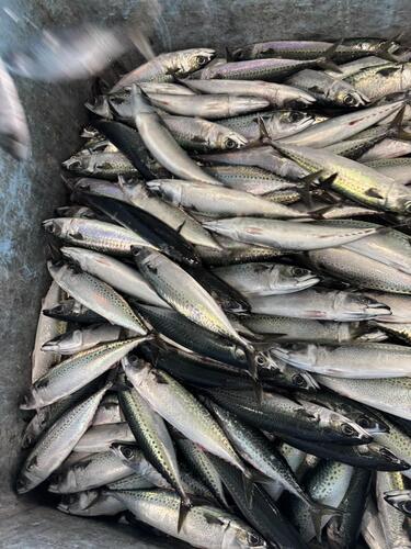 ゴマサバ新物8入約5kg(定置)
