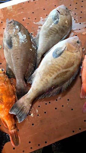 活〆トビハタ1入約4.3kg(沿岸)