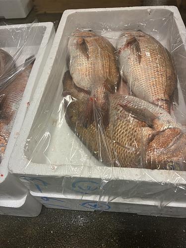 神経〆マダイ（養殖）1.5kサイズ3入約4.5kg
