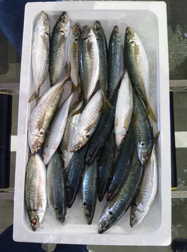 マルアジ20入約4kg(沿岸)