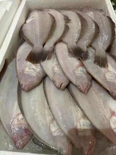 ミズガレイ13入約4kg(底曳)