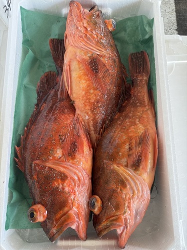活〆カサゴ3入約4.4kg(釣)