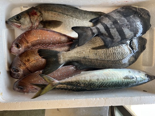 鮮魚BOX約5.5kg(定置)
