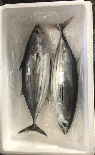 カツオ(釣)