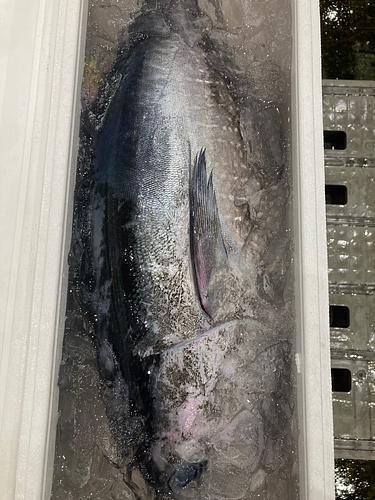 メジマグロ5/6k1入約5.5kg(定置)