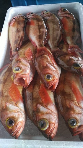 ウスメバル10入約5kg(釣)