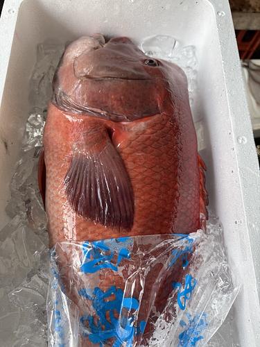 活〆コブダイ1入約6.5kg(釣)