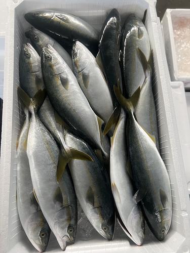ツバス21/23尾22入約7.5kg(定置)