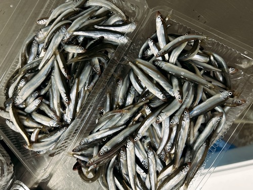 鮎子中大8入約4kg(沿岸)