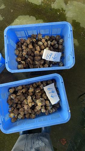 サザエ60g以下前後約10kg(沿岸)