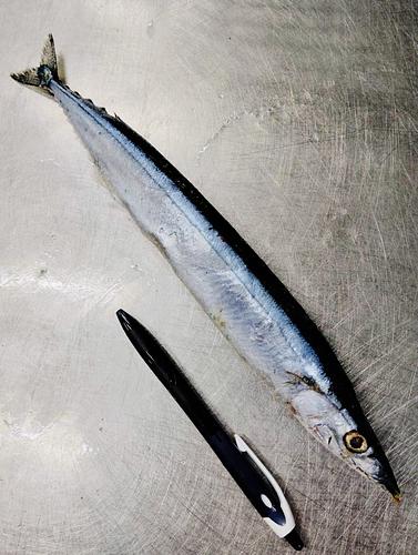 サンマ34入約5kg(棒受け)