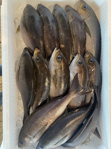 イサキ13入〜15入14入約5kg(釣)