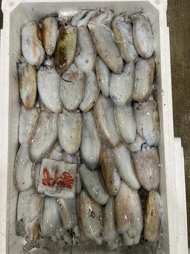モンゴウイカ5立約4.5kg(底曳)