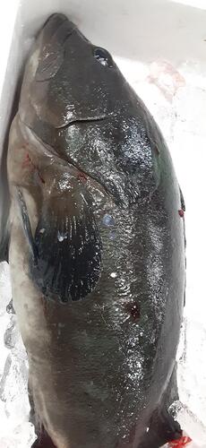 神経〆クエ(養殖)1入約3.3kg