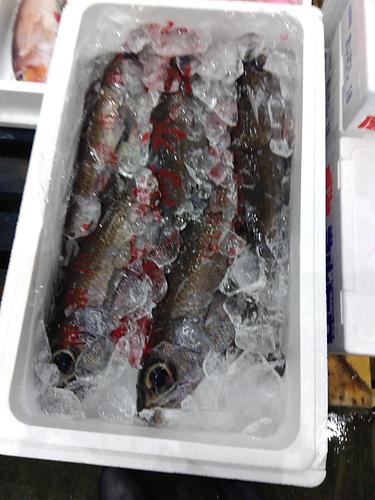クロムツ5入約3.7kg(釣)