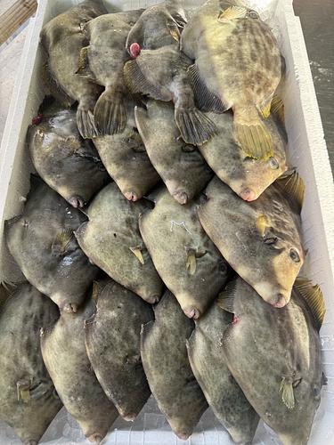 本カワハギ(定置)