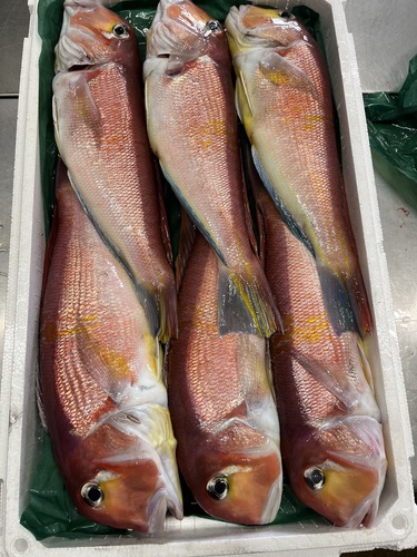 アマダイ(釣)
