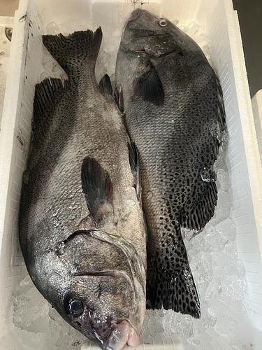 コショウダイ2入約4.1kg(定置)