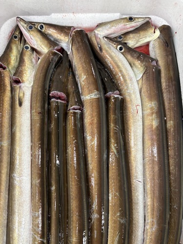 活〆ハモ27入約6.2kg(底曳)
