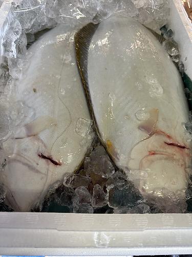 活〆ヒラメ1kg up4入約5kg(底曳)