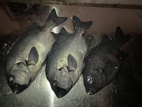 活〆イシダイ3入約5.7kg(銛突)
