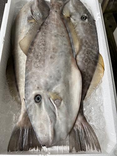 ウスバハギ3入約4.5kg(定置)