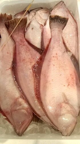 赤カレイ重原 中16-20入約5.3kg(沿岸)