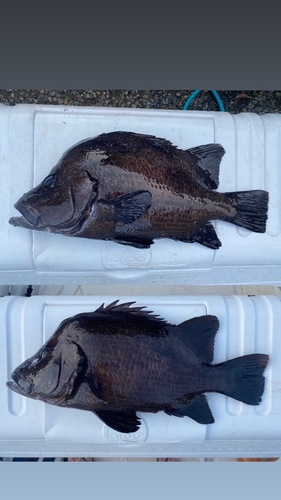 活〆ヒゲダイ2入約6.8kg(銛突)