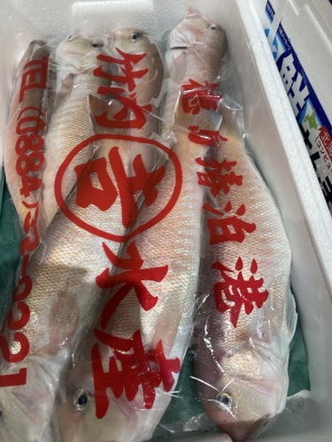 シロアマダイ7入約3.5kg(釣)