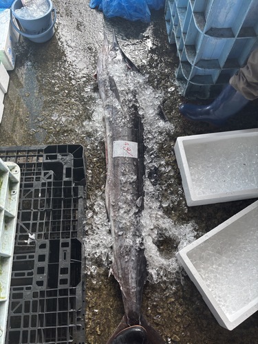 バショウカジキ2つ切り1入約16.7kg(定置)