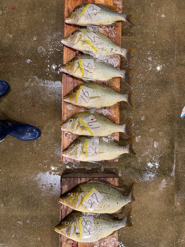 活〆ハマフエフキ6入約6.6kg(定置)
