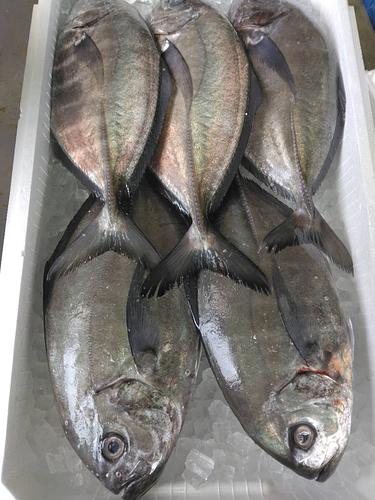 活〆オキアジ5入約4.8kg(定置)
