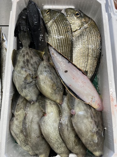 鮮魚BOX①小判鮫入り約6.4kg(定置)