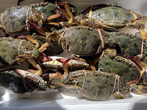 ガザミ12入約3kg(沿岸)