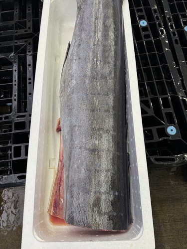 活〆バショウカジキ1入約23kg(定置)