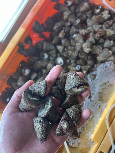 バテイラ約3.3kg(沿岸)