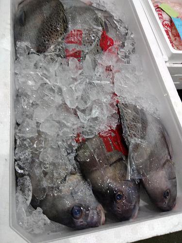 コショウダイ6入約6kg(定置)