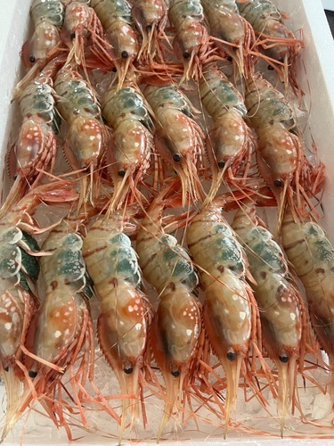 ボタンエビ子持ち20入約1.8kg