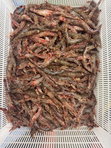 サルエビ約2.5kg(底曳)