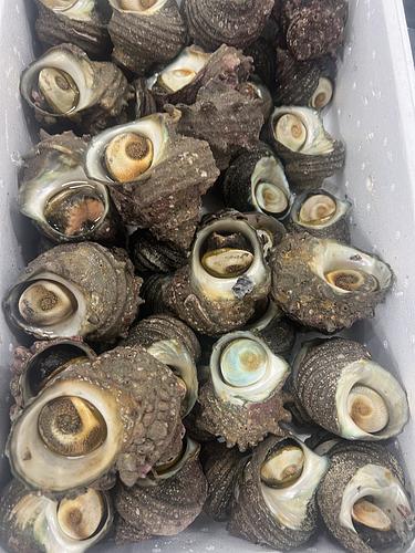 サザエ約10kg(沿岸)