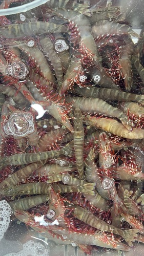クマエビ約10kg(沿岸)