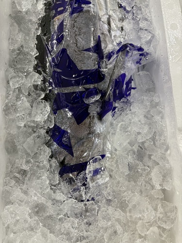 カツオ1入約9kg