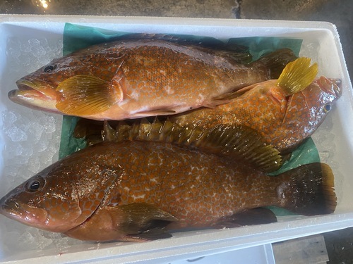 活〆キジハタ(アコウ)(釣)