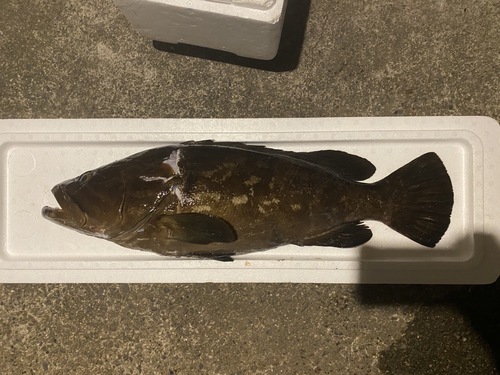 活〆クエ1入約5.2kg(銛突)
