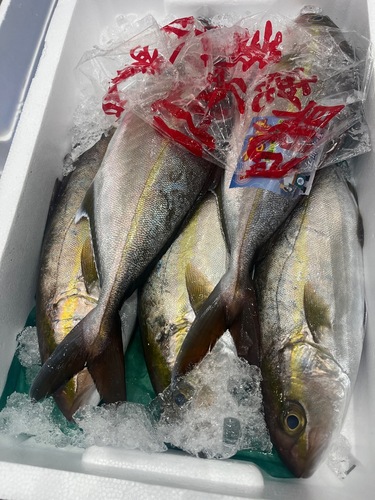 カンパチ13−15キロ台1入約14kg(定置)