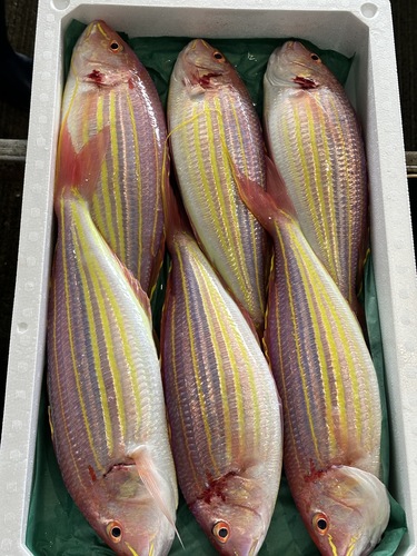 イトヨリダイ6入約5kg(釣)
