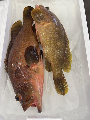 活〆キジハタ(アコウ)2入約2.8kg(釣)